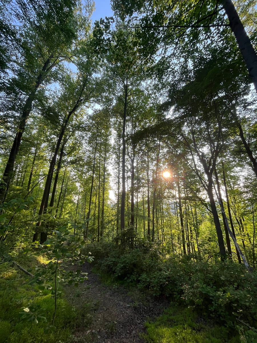 A low-angle photograph looking up through a dense forest of tall, slender trees with green leaves, with the sun shining brightly through the canopy.