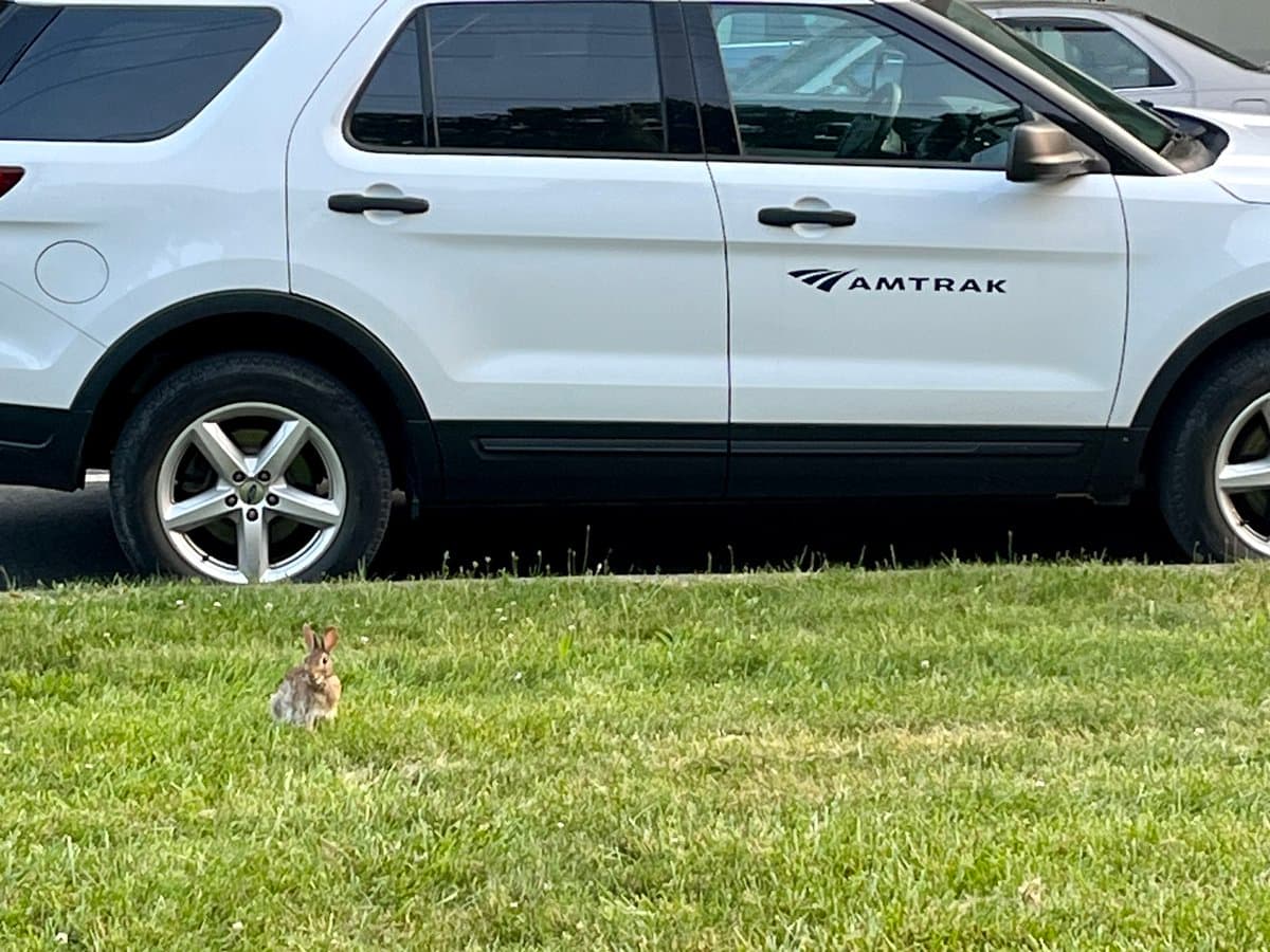 A small brown rabbit sits on a patch of green grass in the foreground, with a white Amtrak SUV parked on the street behind it.