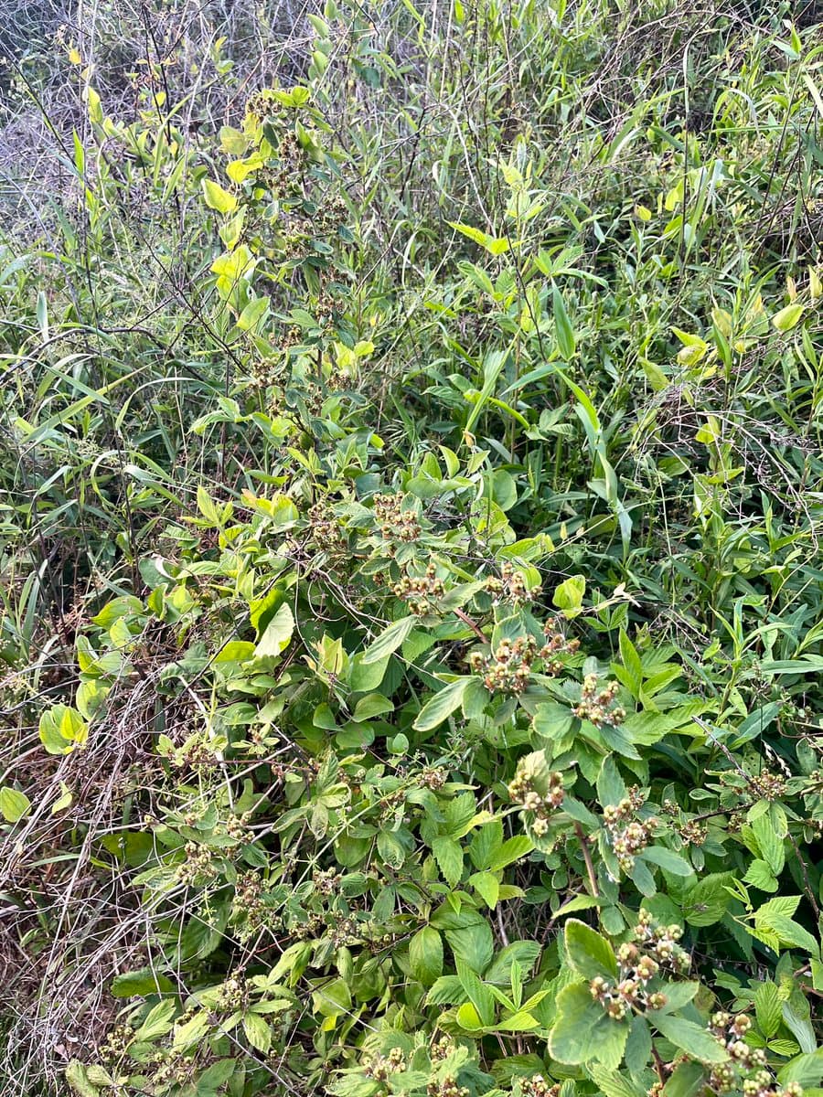 A close-up photograph of a wild blackberry bush growing in a thicket of green foliage and dry grass, featuring clusters of small, unripe green and reddish berries.