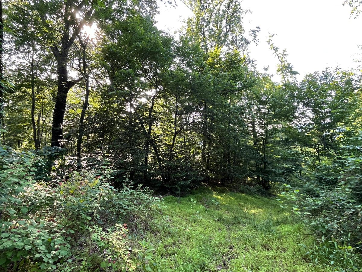 A sunlit view of a dense, green forest with tall trees and thick undergrowth covering the ground. Sunlight filters through the canopy, creating bright patches on the foliage and the grassy area in the foreground.