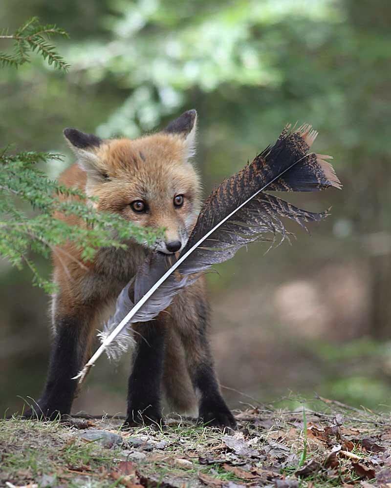 A red fox stands in a forest, holding a large, dark feather in its mouth. The fox is positioned on a patch of dirt and grass, with green foliage visible in the background.