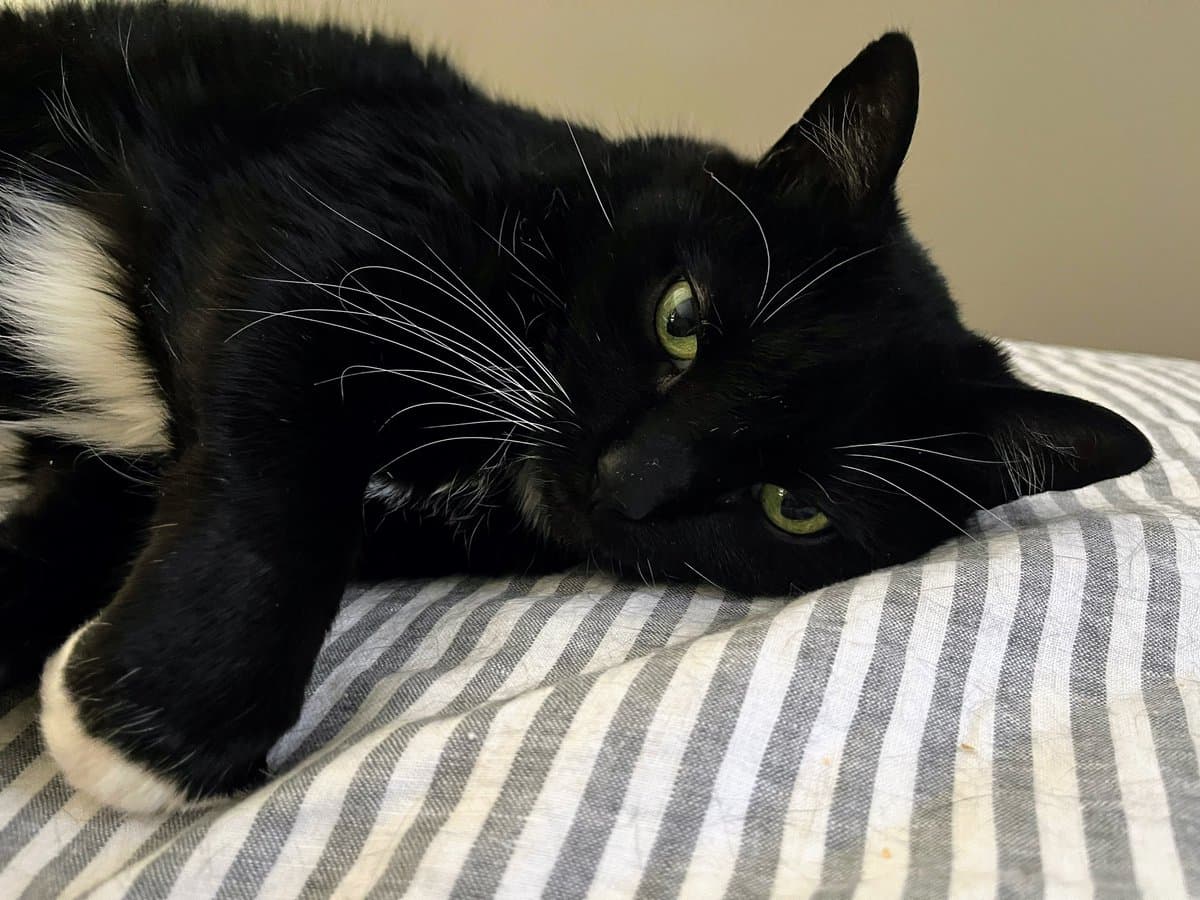 A black and white cat with green eyes is lying down on a gray and white striped pillow, looking directly at the camera with a calm expression.