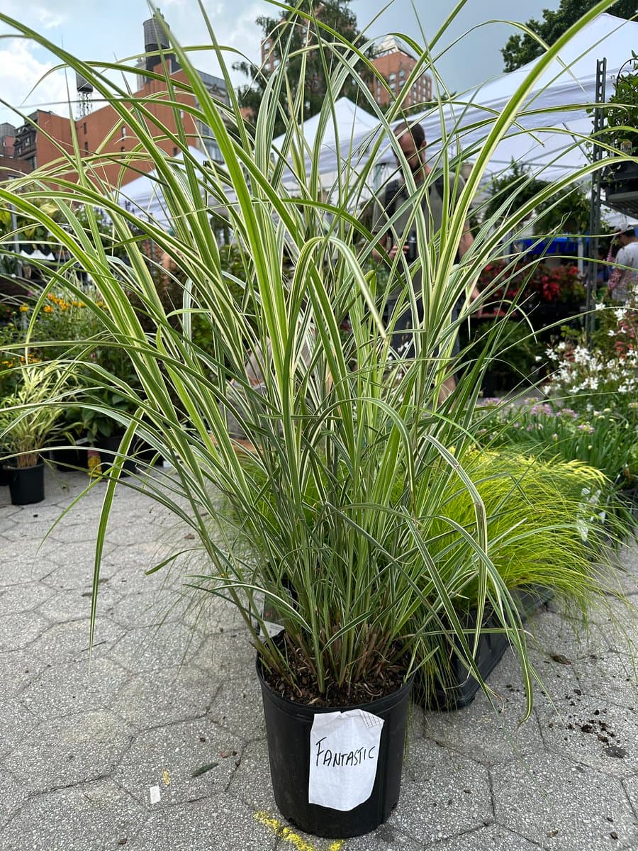 A potted ornamental grass with variegated green and white leaves sits on a paved surface at an outdoor market, with white tents and other plants visible in the background.