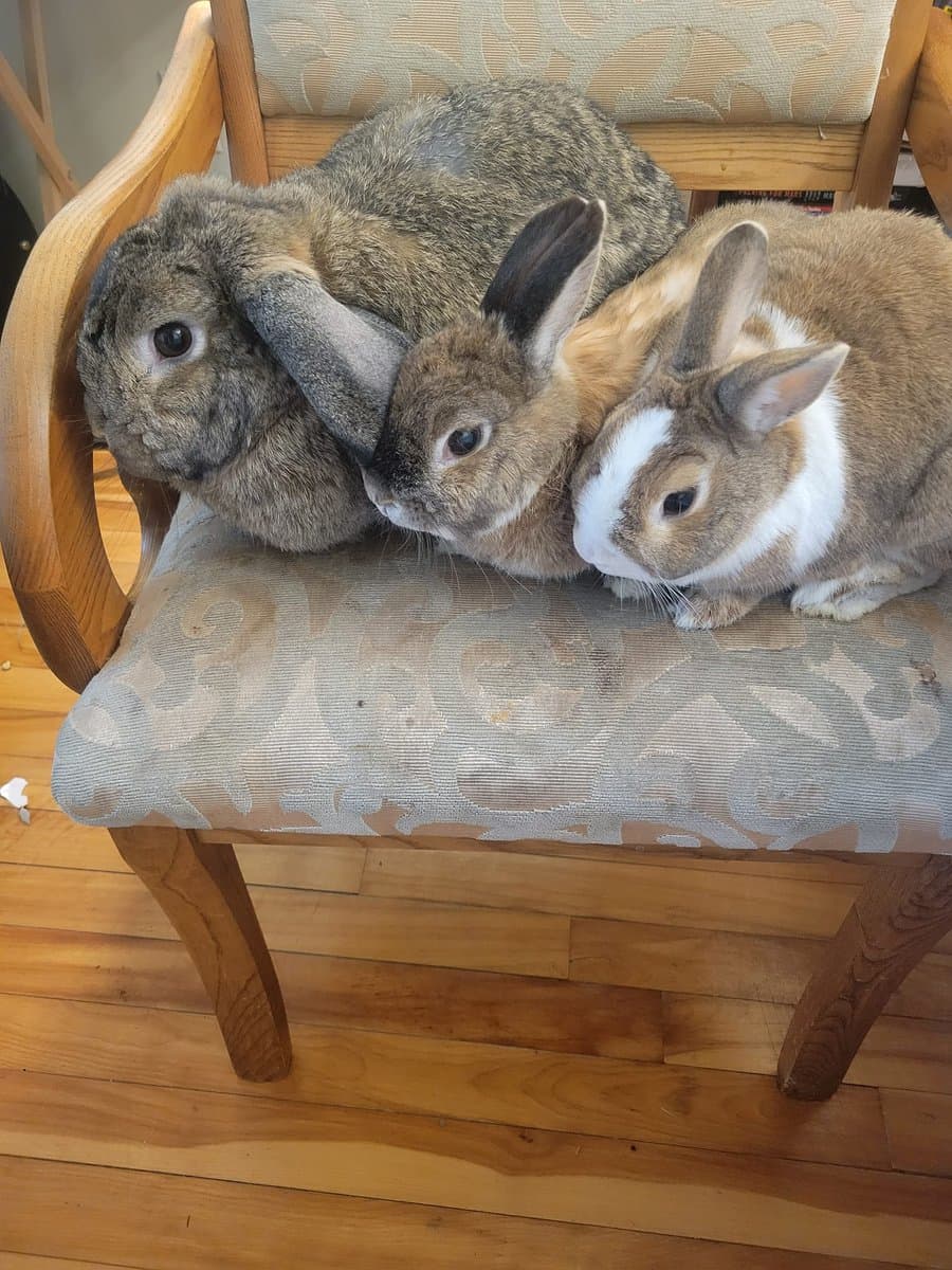 A photograph of three domesticated rabbits sitting together on a wooden chair with a patterned fabric seat. The rabbits are nestled close to one another, with one gray, one brown, and one brown-and-white rabbit visible.