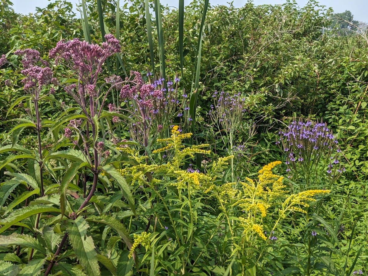 A photograph of a lush, green wetland or meadow featuring three distinct types of wildflowers growing together: purple swamp milkweed, yellow goldenrod, and blue vervain.