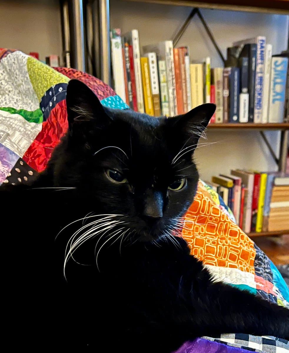A black cat with white whiskers is lying on a colorful patchwork quilt, looking directly at the camera with a serious expression. In the background, a bookshelf filled with various books is visible.