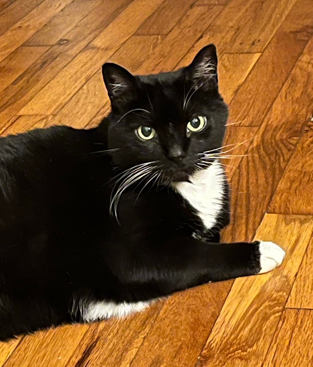 A black and white cat with green eyes is lying on a wooden floor, looking directly at the camera. The cat has white fur on its chest, paws, and whiskers, and is positioned in a relaxed, loaf-like posture.