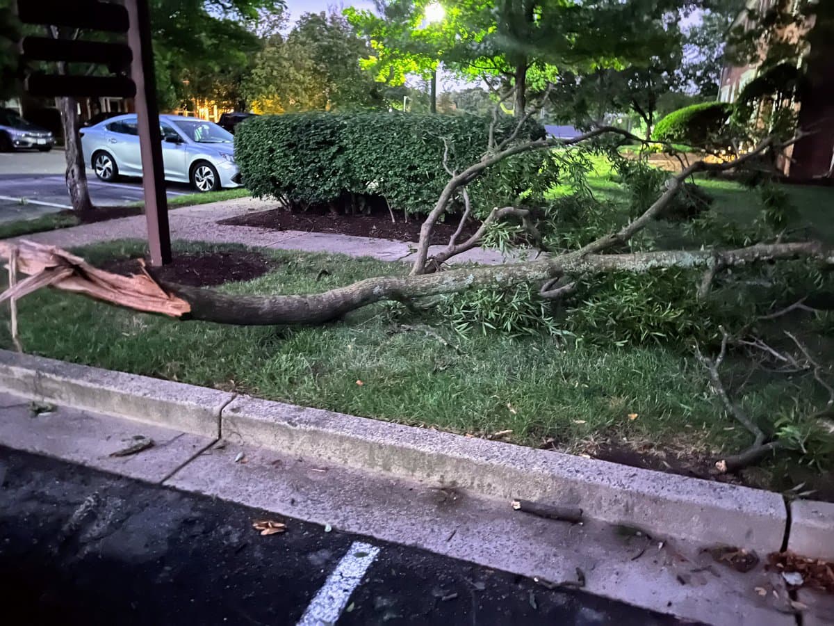A photograph of a large tree branch that has snapped and fallen onto a grassy lawn next to a sidewalk. In the background, a silver sedan is parked on the street near a house and other trees.