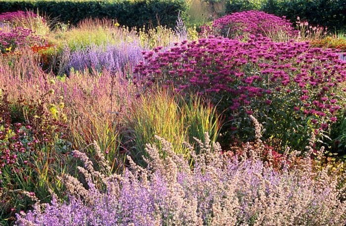 A vibrant garden scene featuring a dense mix of flowering plants and ornamental grasses in shades of purple, pink, and green. The image showcases a lush, naturalistic planting style typical of Piet Oudolf's designs.