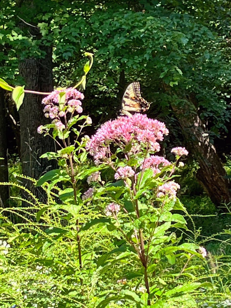 A butterfly with patterned wings rests on a cluster of pink wildflowers in a sunlit, leafy outdoor setting.