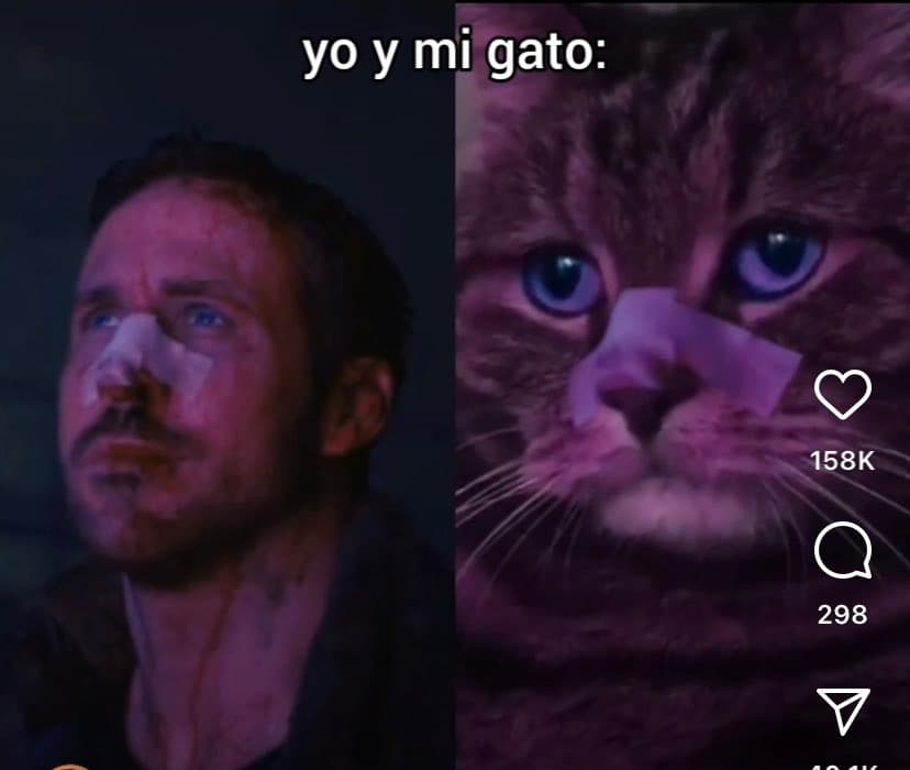 A split-screen meme comparing a man with a bandage on his nose to a cat with a bandage on its nose, illustrating a shared experience. The image includes social media engagement icons and counts on the right side.