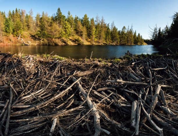 A landscape photograph showing a large pile of driftwood and branches in the foreground, with a calm lake and a dense forest of evergreen trees in the background under a clear blue sky.