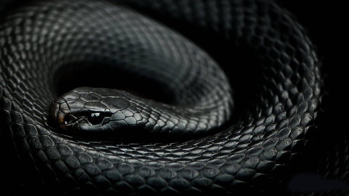 A close-up photograph of a coiled black snake with glossy, textured scales against a dark background. The snake's head is raised and facing forward, with its eye visible.