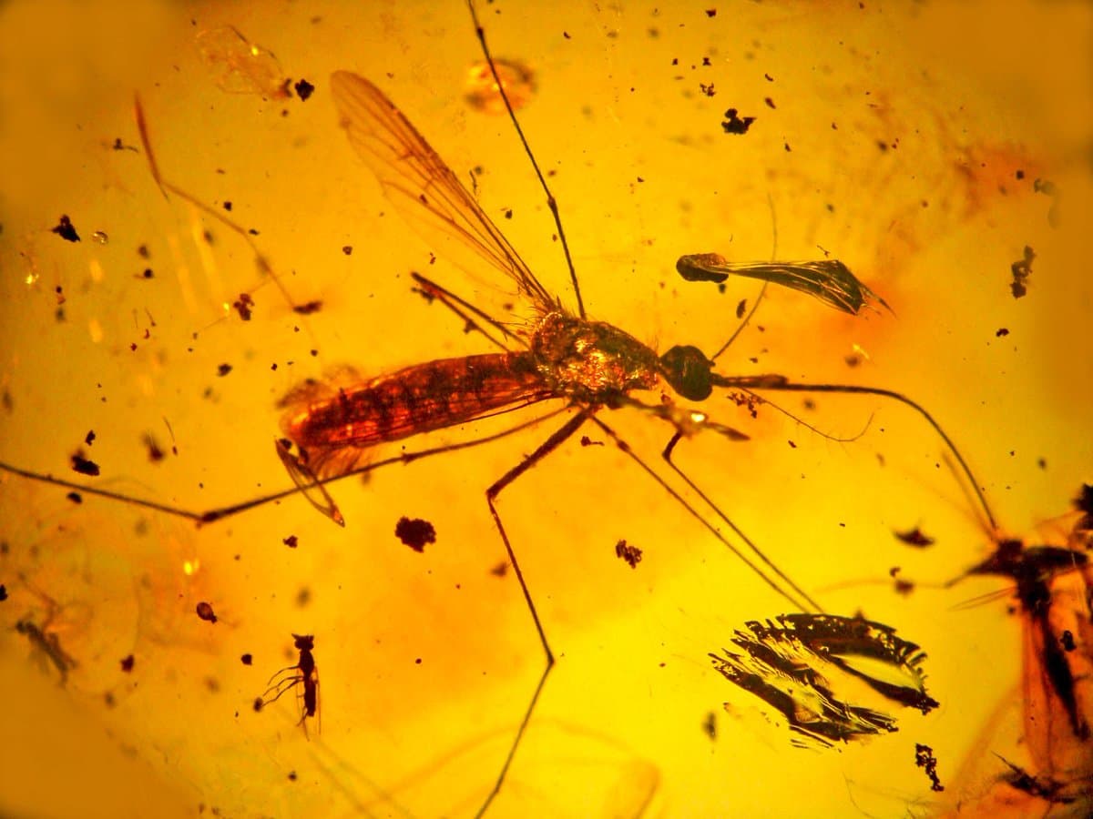 A close-up photograph of a mosquito preserved in a golden, translucent amber-like substance, surrounded by small dark inclusions and other insect parts.
