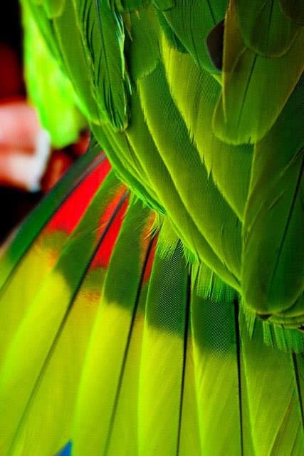 A close-up photograph of a parrot's vibrant green and yellow feathers, with a hint of red visible on the wing. The image focuses on the texture and color of the plumage.