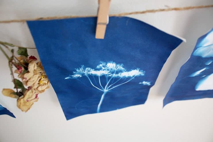 A close-up photograph of a blue and white cyanotype print of a flower, clipped to a clothesline with a wooden clothespin. Dried flowers are visible on the left side of the frame.