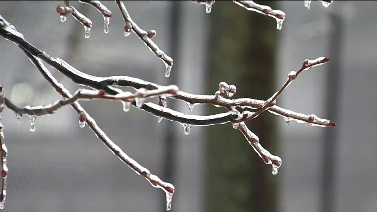 A close-up photograph of bare tree branches covered in ice, with icicles hanging from the twigs against a blurred, gray background.