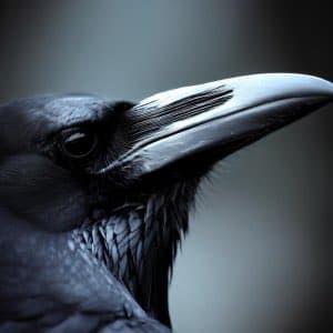 A close-up photograph of a black bird, likely a crow or raven, showing its head and beak in profile against a blurred background. The bird's feathers are dark and glossy, with a prominent white patch on the upper part of its beak.