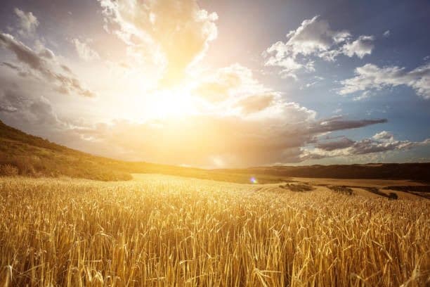 A landscape photograph showing a golden wheat field in the foreground with rolling hills in the distance under a bright, sunlit sky with scattered clouds.