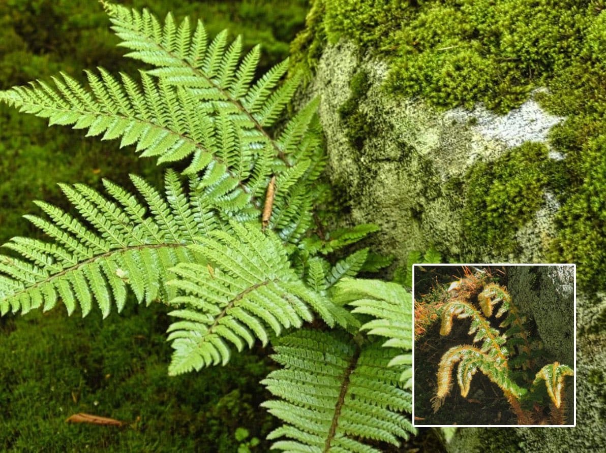 A close-up photograph of a green fern growing on a moss-covered rock, featuring a smaller inset image in the bottom right corner showing a fern with brown, spiky fronds.