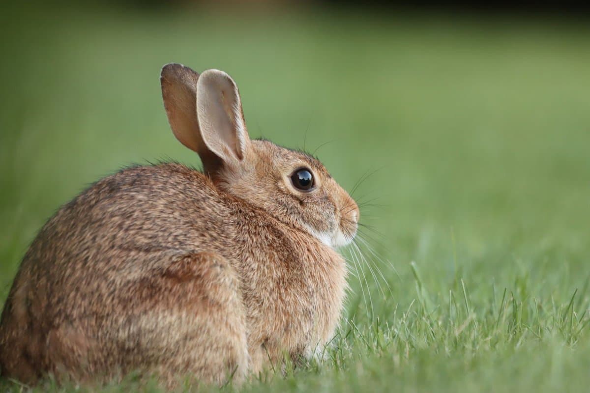 A close-up photograph of a brown rabbit sitting in green grass, facing to the right with its ears perked up. The background is softly blurred, emphasizing the rabbit's detailed fur and whiskers.