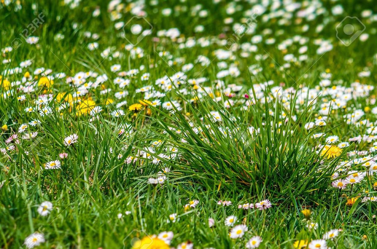A close-up photograph of a lush green meadow filled with small white daisies and yellow dandelions. The image features a shallow depth of field, with the foreground grass and flowers in sharp focus while the background blooms are softly blurred.