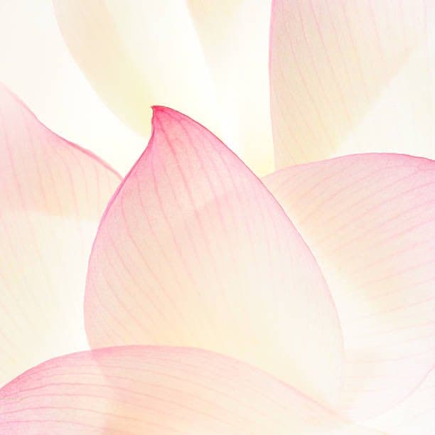 A close-up photograph of a pink lotus flower, highlighting the delicate, translucent petals with visible veining against a bright, overexposed background.