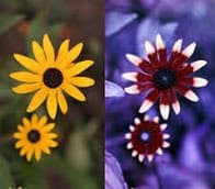A split-screen image showing two different types of flowers: on the left, a yellow daisy-like flower with a dark center, and on the right, a red and white daisy-like flower with a dark center.