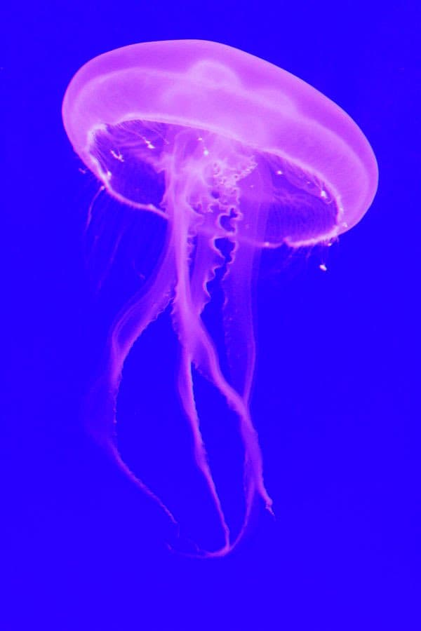 A translucent, pinkish-purple jellyfish with long, trailing tentacles floats against a solid, deep blue background.