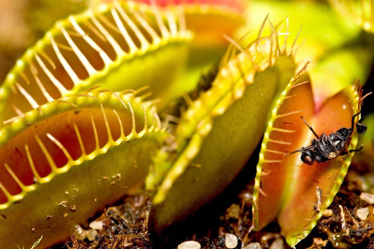 A close-up photograph of a Venus flytrap with its green, toothed traps open, one of which has captured a black insect. The plant is growing in dark soil with small white particles visible at the base.