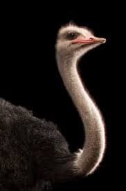A close-up photograph of an ostrich's head and neck against a black background, showing its long neck, small head, and red beak.
