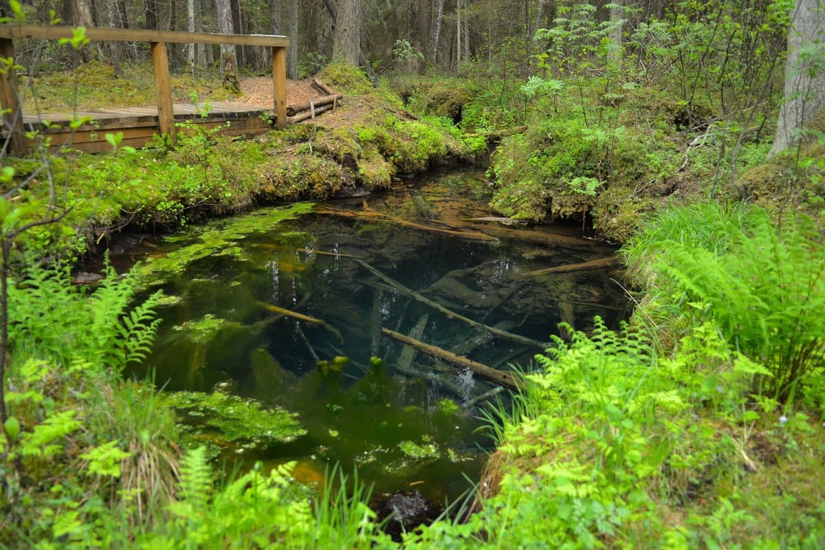 A serene forest scene featuring a small, clear pond surrounded by lush green ferns and moss-covered banks, with a wooden viewing platform visible in the background.