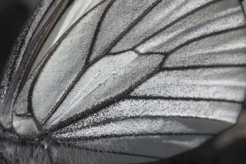 A macro photograph showing the intricate, translucent wing of a white butterfly, highlighting its dark veins and fine, dust-like texture.