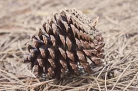 A close-up photograph of a single brown pinecone resting on a bed of dry pine needles and twigs.