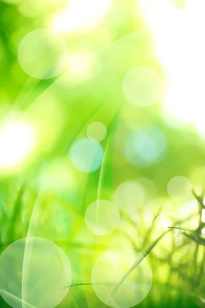 A soft-focus, abstract nature photograph featuring bright green grass blades and leaves illuminated by strong sunlight, creating a dreamy bokeh effect with large, circular light flares.