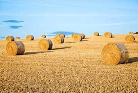 A wide shot of a harvested field with numerous round hay bales scattered across the golden stubble under a clear blue sky. The bales are arranged in a loose pattern, casting long shadows on the ground.