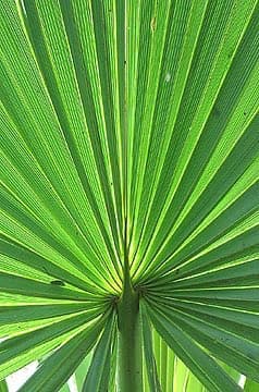 A close-up photograph of a large, green palm leaf with a fan-like structure, showing its radiating veins and central stem.