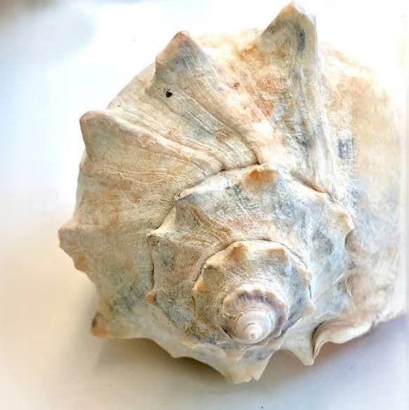 A close-up photograph of a large, spiky sea snail shell with a pale, mottled surface resting on a white background.