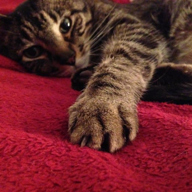 A close-up photograph of a tabby cat lying on a red textured blanket, with one front paw extended toward the camera. The cat's face is partially visible on the left, looking toward the viewer. The image is a standard photograph with no text or graphics.