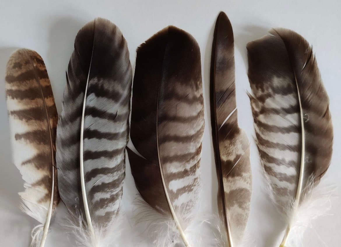 Five brown and white striped feathers are laid out side-by-side on a plain white surface. The feathers vary in size and shape, with one being notably thin and elongated compared to the others.