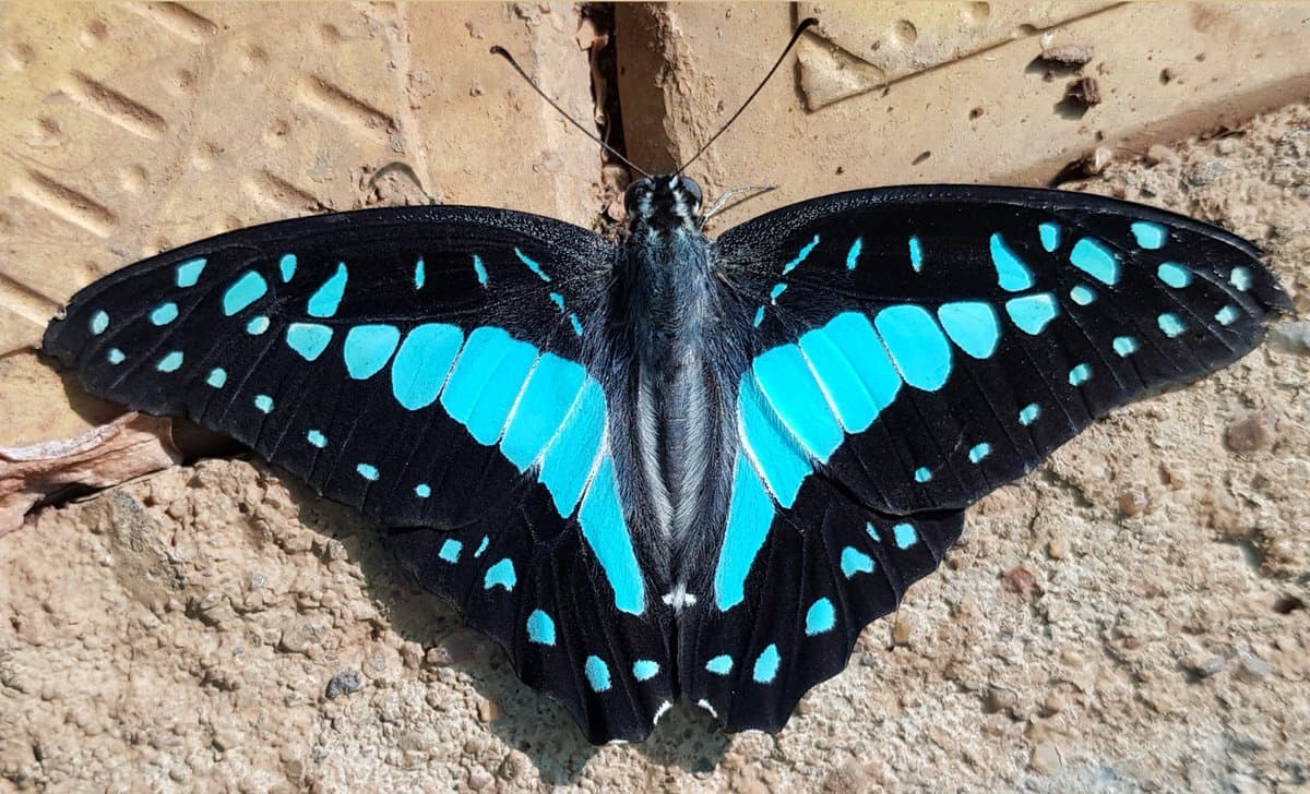 A top-down photograph of a black butterfly with bright blue markings resting on a textured, light-brown stone surface.