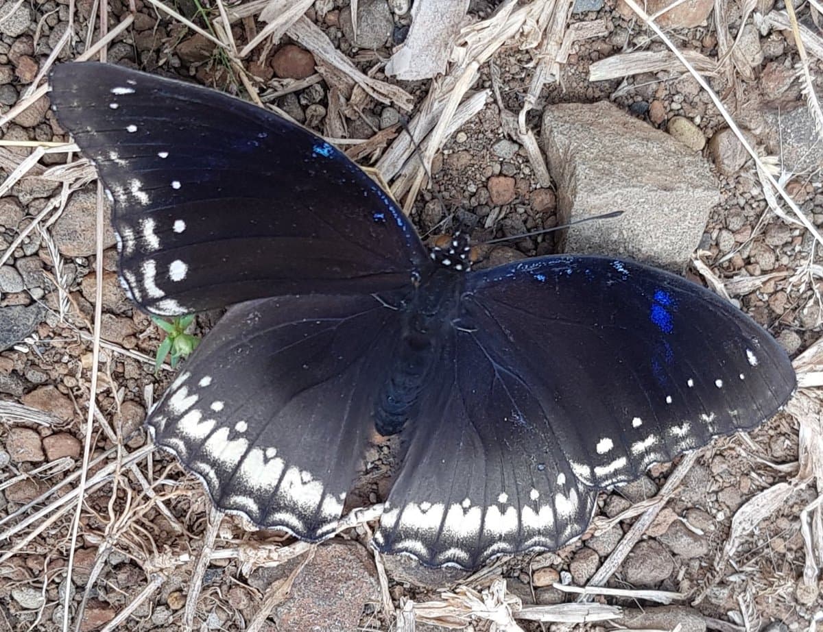 A close-up photograph of a dark butterfly with white spots and blue markings on its wings, resting on dry, rocky ground with scattered twigs and pebbles.