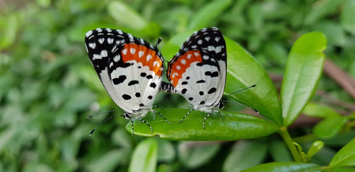 A close-up photograph of two butterflies with white, black, and orange wings resting on a green leaf against a blurred background of foliage.