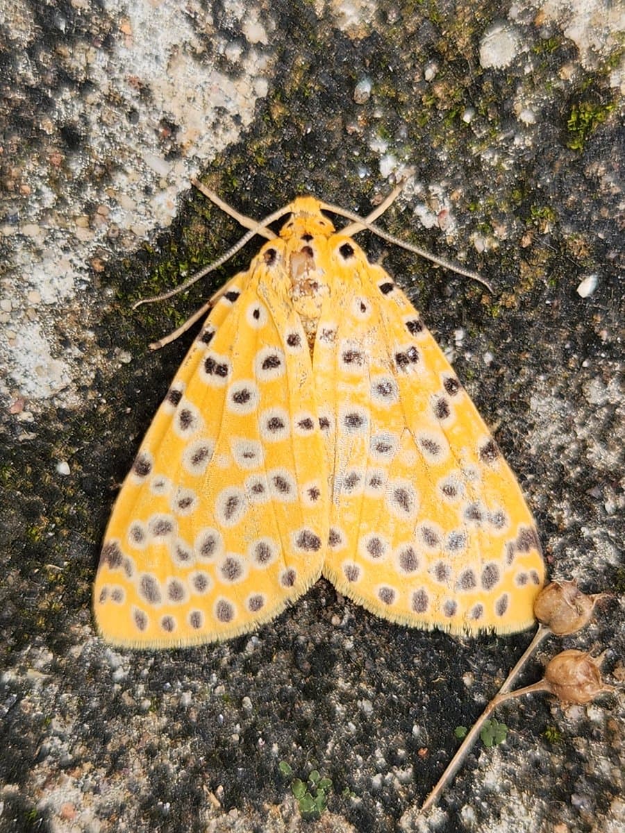 A close-up photograph of a yellow moth with black and white spots resting on a textured, mossy rock surface.
