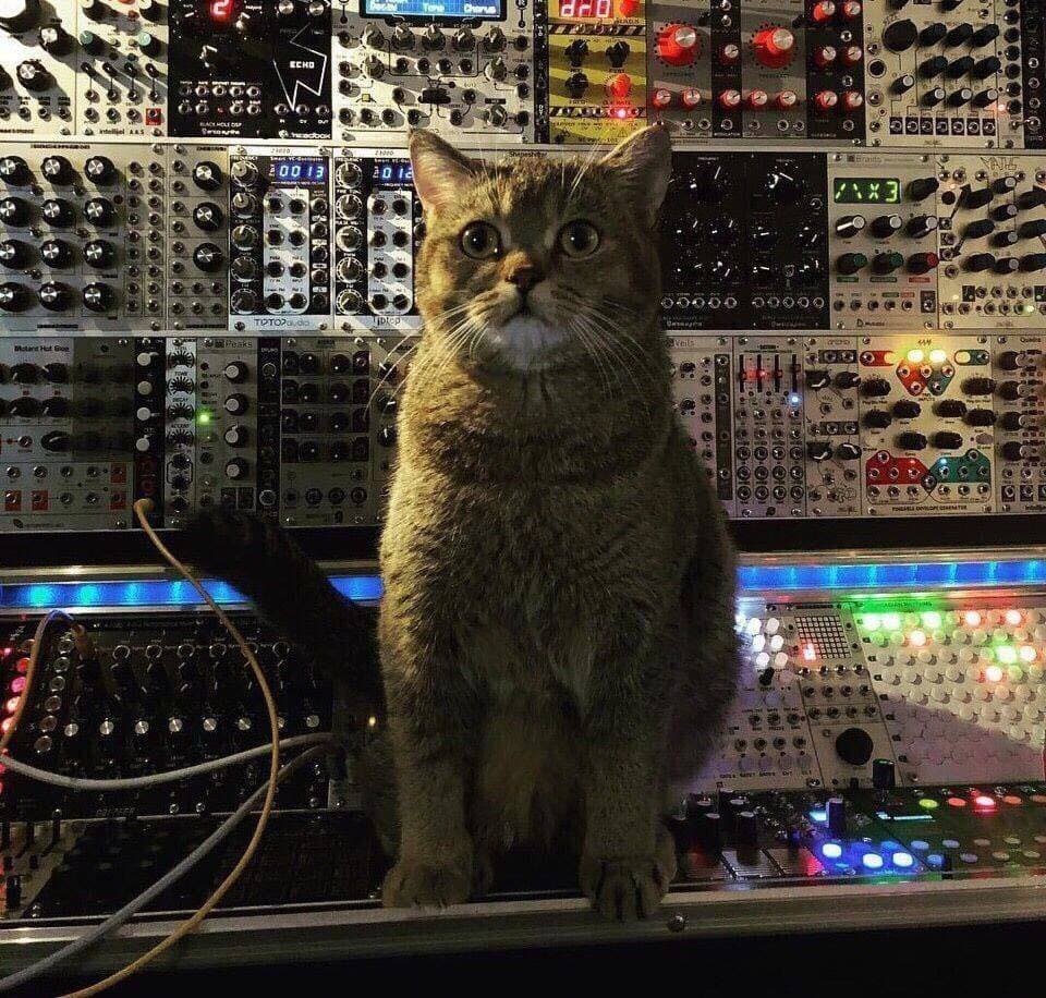 A tabby cat sits in front of a large wall of modular synthesizer equipment, with its paw resting on a patch cable. The background is filled with various electronic music modules featuring knobs, jacks, and illuminated displays.