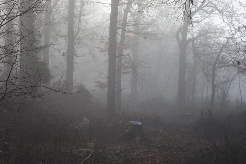 A misty forest scene with tall, bare trees and a thick fog obscuring the background. The ground is covered in leaf litter and underbrush, with a tree stump visible in the foreground.