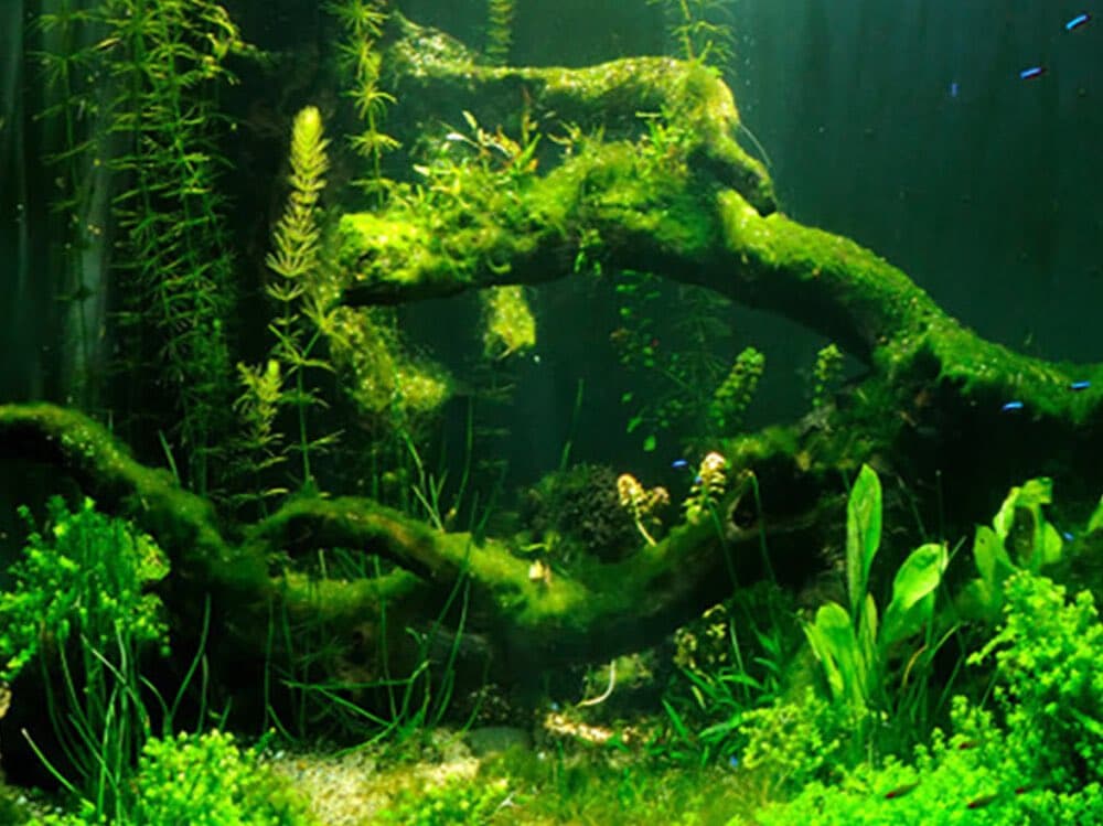 A lush underwater scene in an aquarium featuring a large, moss-covered piece of driftwood that forms an arch, surrounded by various aquatic plants and small fish.