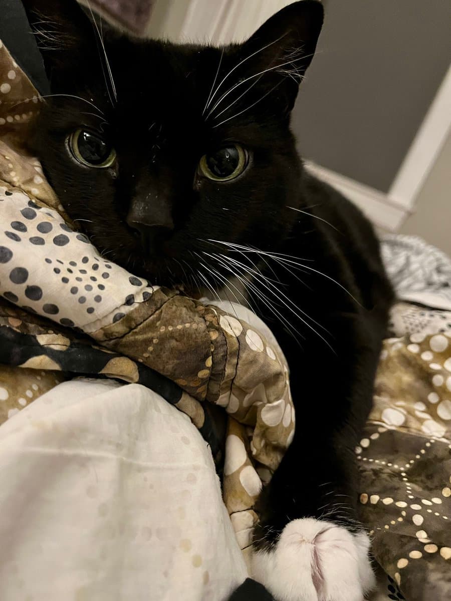 A close-up photograph of a black cat with white paws resting on a patterned blanket. The cat is looking directly at the camera with wide, alert eyes.