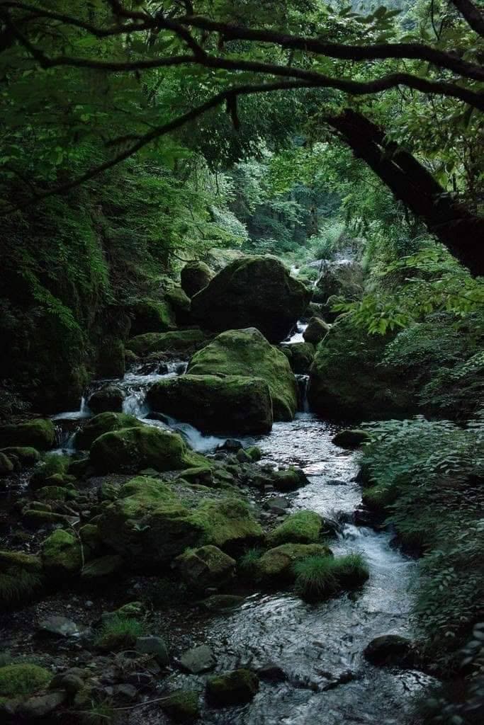 A serene, dimly lit forest scene featuring a small stream flowing over moss-covered rocks, framed by overhanging tree branches and dense green foliage.