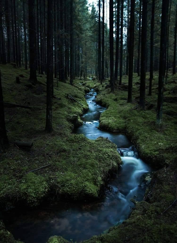A long-exposure photograph of a small stream winding through a dark, moss-covered forest floor, flanked by tall, slender pine trees.